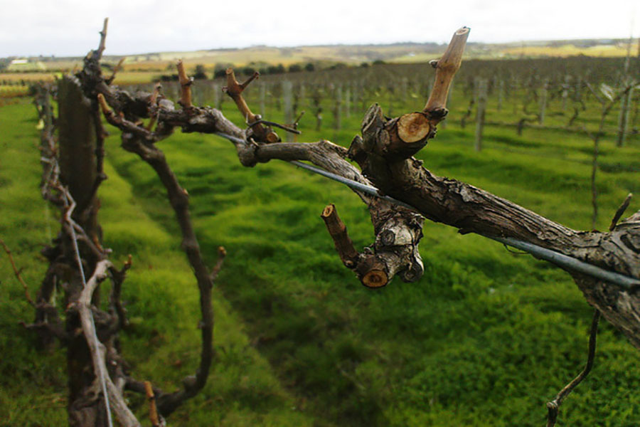 澳大利亚最古老的葡萄产区