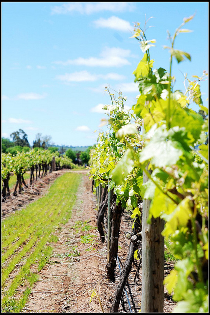 巴罗莎谷 - 是澳大利亚著名葡萄酒的发源地。